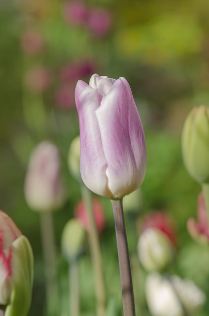 Purpe Tulpe umrandet mit Schattierungen von cremeweißen Tulpen der Sorte Siesta