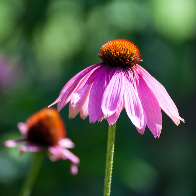 Purple Coneflowers Echinacea closeup enfoque selectivo