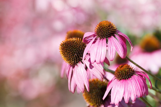 Purple Coneflowers Echinacea selektiver Fokus