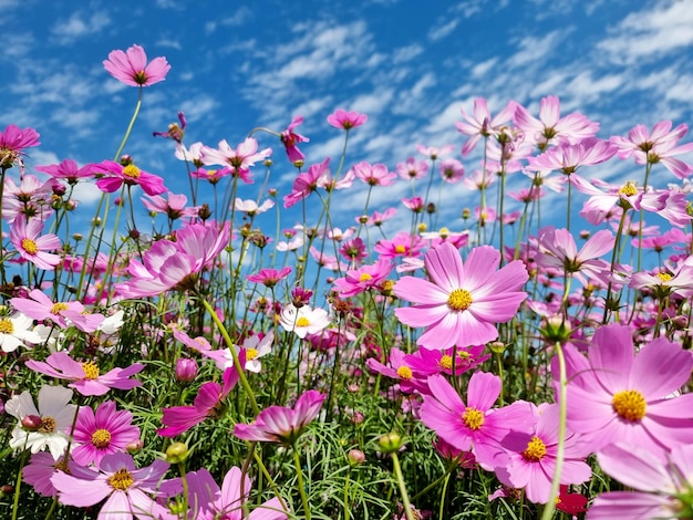 Foto purple cosmos sulfureus blumenfeld auf blauem himmelshintergrund