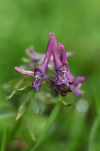 Foto purple flower of corydalis cava in the spring forest