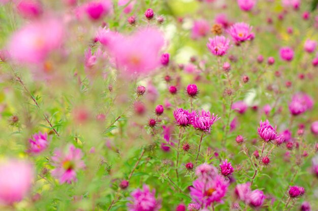 Purple Flowers