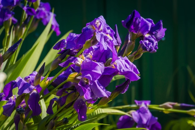 Purple Iris Flowers