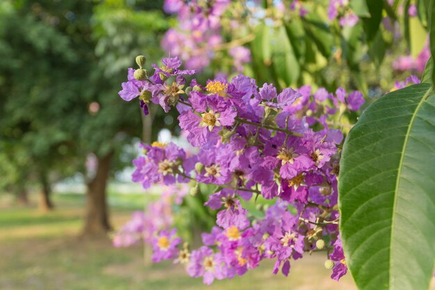 Purple Lagerstroemia speciosa, árbol de la flor de la reina en la naturaleza tailandesa al aire libre