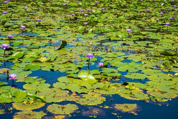 Purple Lotus en el estanque de lotos