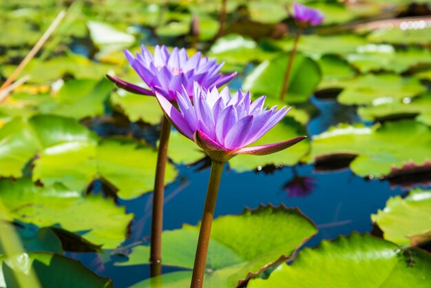 Purple Lotus en el estanque de lotos