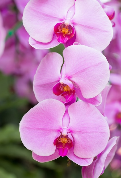 Purple phalaenopsis orquídea flor