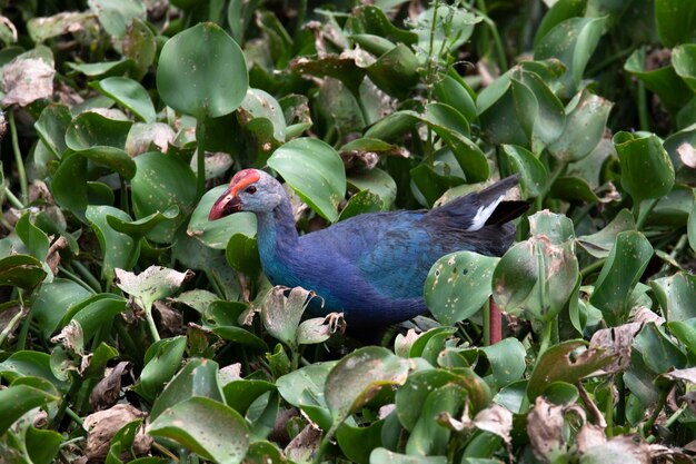 Foto purple swamphen in einem sumpfland in nahaufnahme