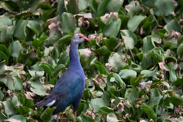 Purple Swamphen in einem Sumpfland in Nahaufnahme