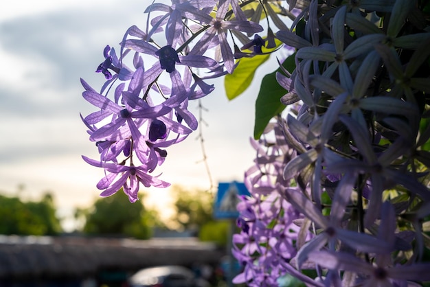 Purple Wreath se centró en la flor con la luz del sol como fondo