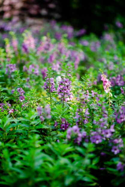 Púrpura Angelonia goyazensis Benth flores con hojas verdes.