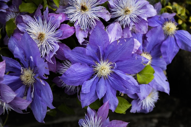 Púrpura Clematis flores de cerca