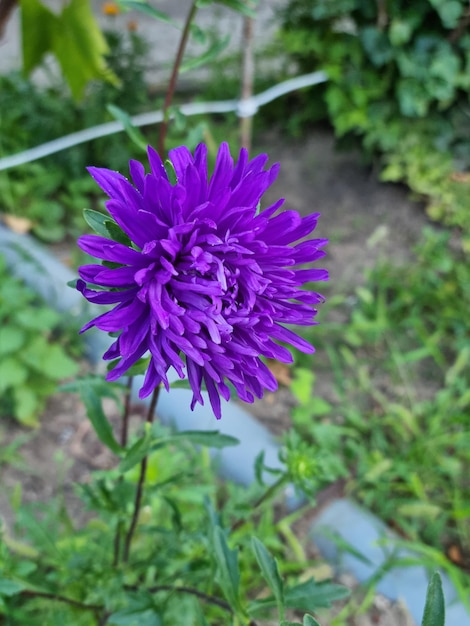 púrpura dalia flores primer plano fotografía macro