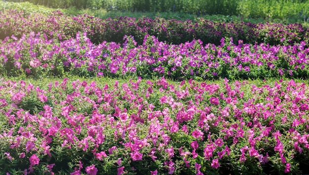 Púrpura de la flor en el jardín.