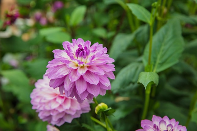 Púrpura de flor Zinnia en plena floración