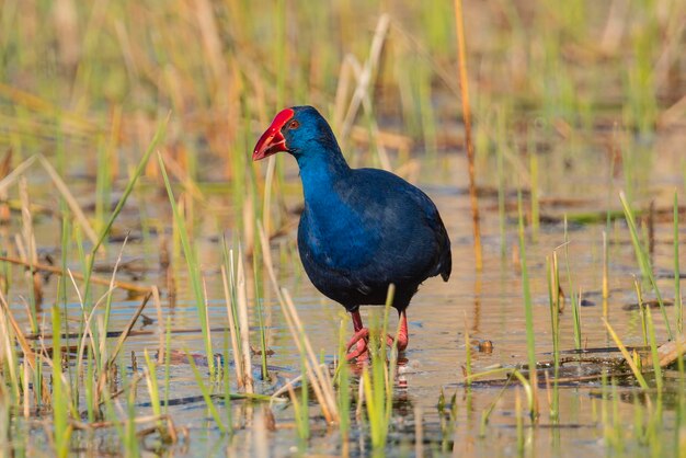 Púrpura Gallinule Porphyrio porphyrio Granada España