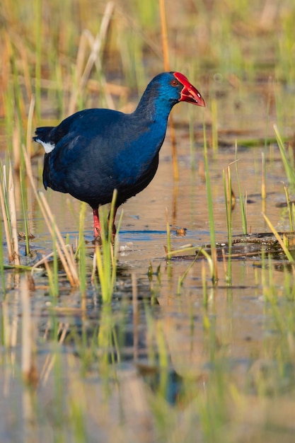 Púrpura Gallinule Porphyrio porphyrio Granada España