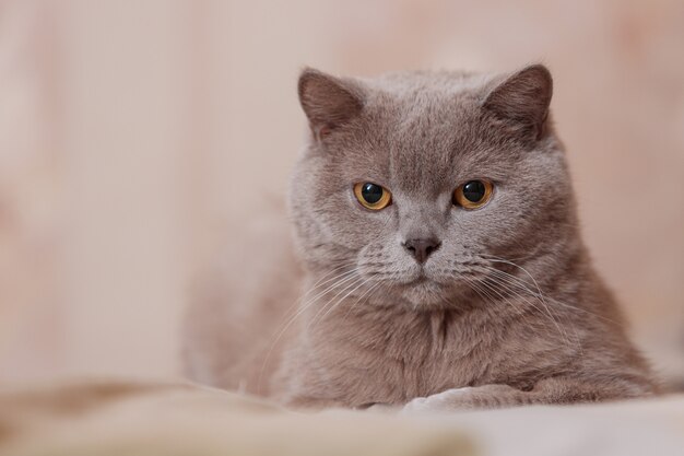 Púrpura gato británico. El gato yace en la cama.