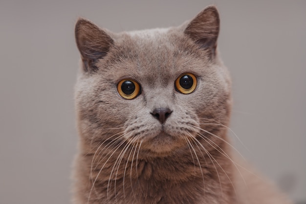 Púrpura gato británico. Retrato de un animal