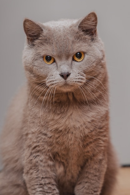 Púrpura gato británico. Retrato de un animal