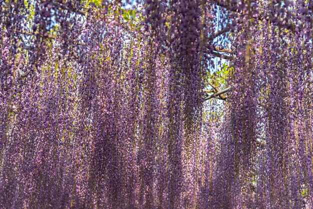 Púrpura Gigante Milagro Wisteria flor enrejado El Gran Festival Wisteria en Ashikaga Flower Park