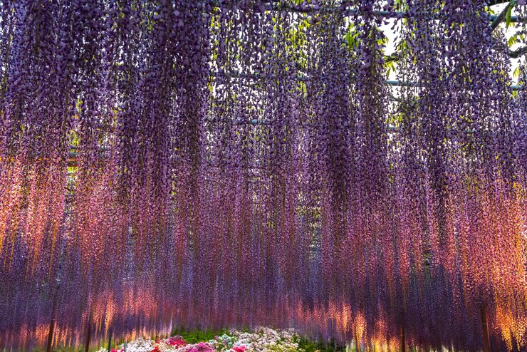 Púrpura Gigante Milagro Wisteria flor enrejado El Gran Festival Wisteria en Ashikaga Flower Park