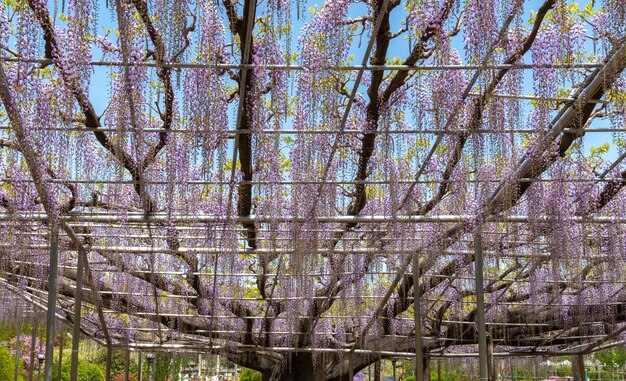 Púrpura Gigante Milagro Wisteria flor enrejado El Gran Festival Wisteria en Ashikaga Flower Park