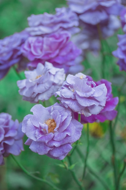 Púrpura lavanda rosas flores planta que crece en el jardín Silver Star flores florecientes