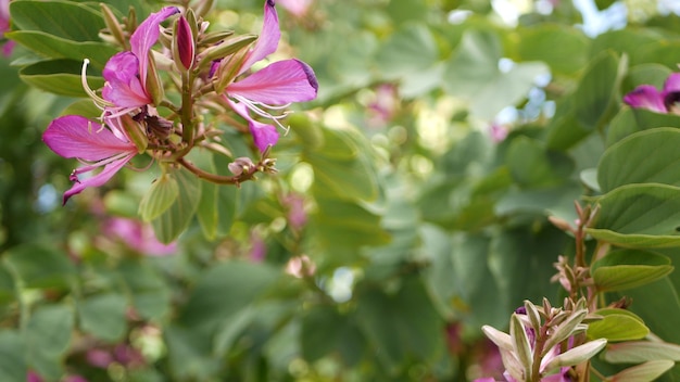 Púrpura orquídea bauhinia flor flor de árbol, California, Estados Unidos. Flor tropical botánica exótica violeta