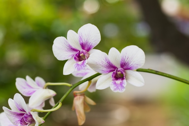 Púrpura, rosa rama flores de orquídeas, Orchidaceae, Phalaenopsis