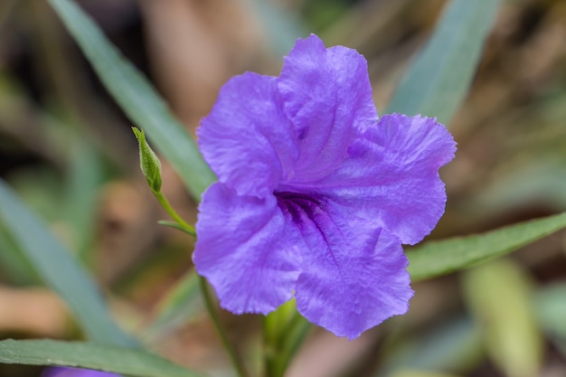 Una púrpura ruellia squarrosa o petunias salvajes y un brote fresco