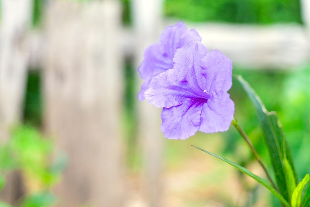 Púrpura Ruellia tuberosa flor hermosa flor flor hoja verde Primavera creciente flores púrpura