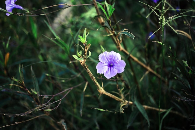Púrpura Ruellia tuberosa flor hermosa flor flor verde hoja fondo primavera creciente