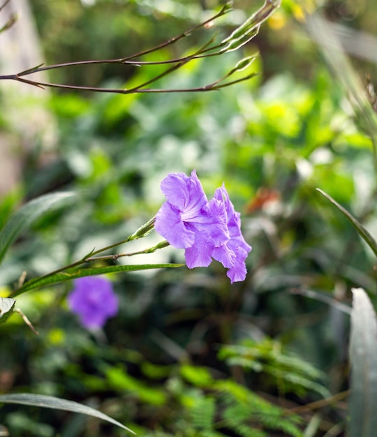 Púrpura Ruellia tuberosa flor hermosa flor flor verde hoja fondo primavera creciente