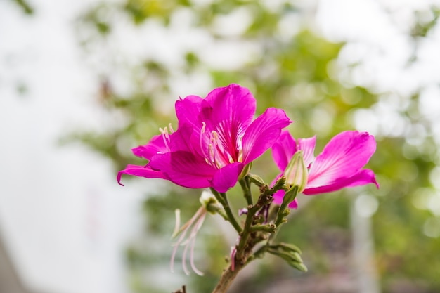 Purpurea Purpur, Bauhinia Purpurea blüht auf grünem bokeh Hintergrund