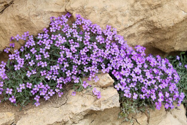 Foto purpurne blume, die aus dem felsen auftaucht