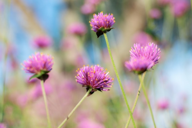 Purpurrote Blume am Sonnenlicht.