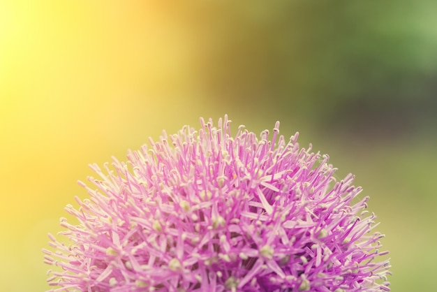 Purpurrote Blume des großen Spaßes mit Sonnenlicht