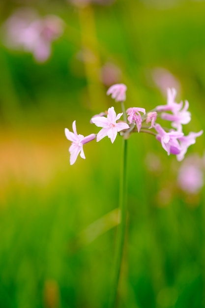 Purpurrote Blume, die im Garten- und Unschärfehintergrund wächst