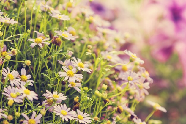 Purpurrote Blume im Garten