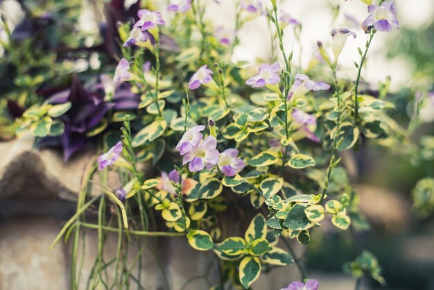 Purpurrote Blume im Garten