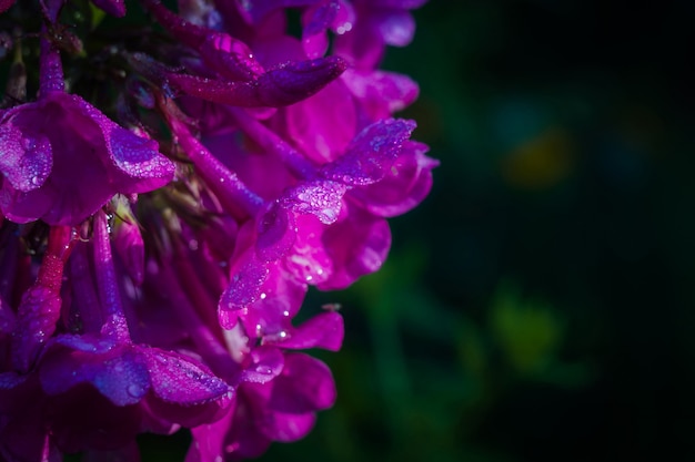 Purpurrote Blume mit Taumakro