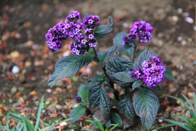 Purpurrote Blume nah oben im Garten