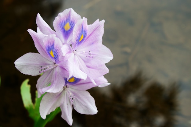 Foto purpurrote blume von eichhornia crassipes