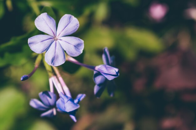 Purpurrote Blumen auf Naturhintergrund