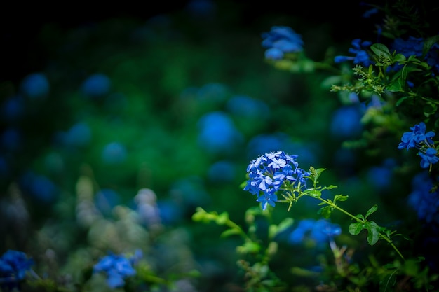 Purpurrote Blumen der Verbene auf schönem bokeh Hintergrund