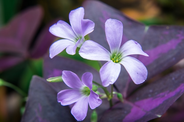 Purpurrote Blumen im Garten