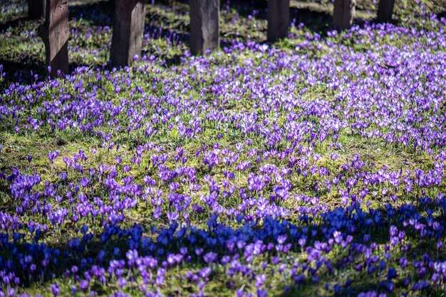 Purpurrote Blumen im Gras