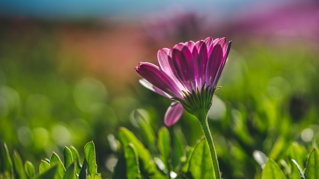 Purpurrote Blumenblüte