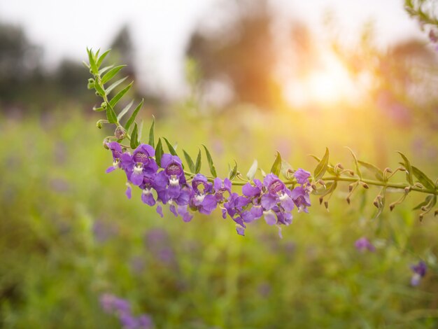 Purpurrote Blumennatur mit Sonnenlicht für Hintergrund im Garten